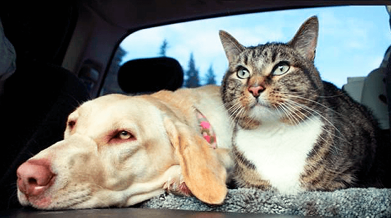 Consejos para viajar tranquilos con tus mascotas en el auto