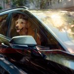 Chevrolet lanza ‘Emergencia para Mascotas’ y nueva myChevrolet App